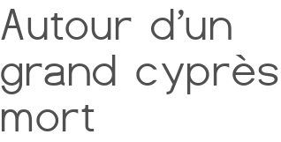 Autour d'un grand cyprès mort